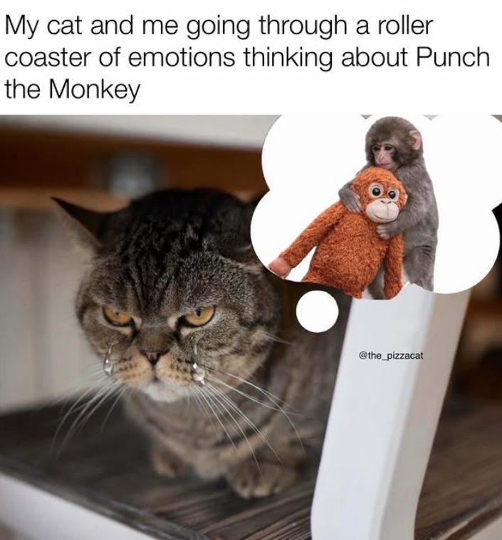 My cat and me going through a roller coaster of emotions thinking about Punch the Monkey @the_pizzacat