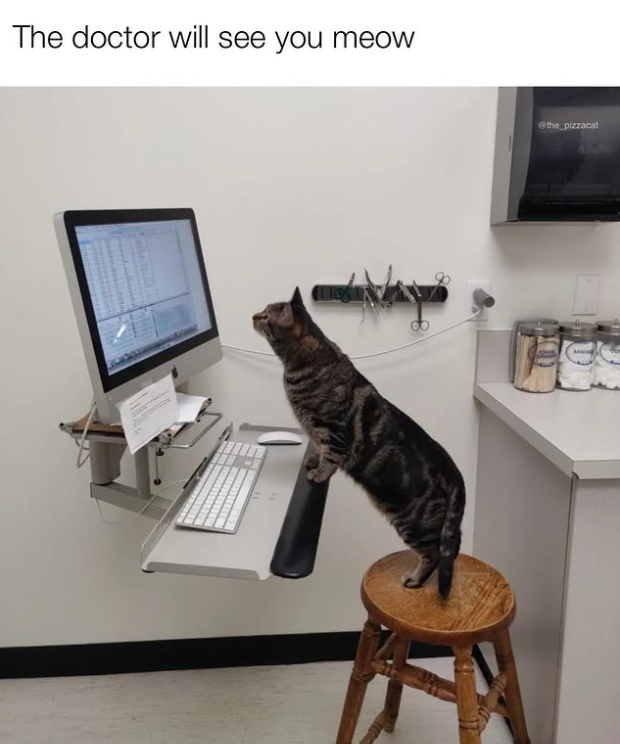 The doctor will see you meow @the pizzacat BANDA