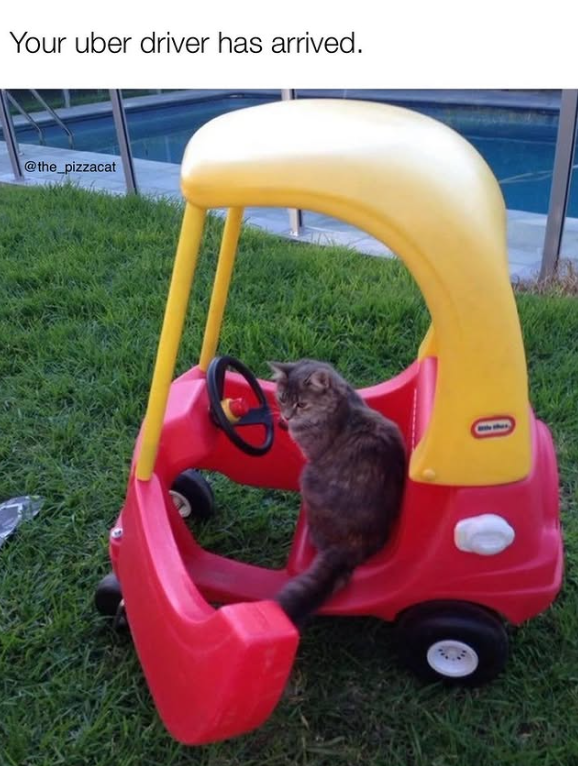 Your uber driver has arrived. @the_pizzacat 0