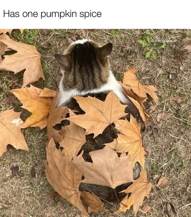 Has one pumpkin spice @the pizzacat