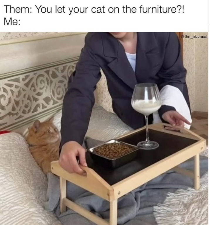 Them: You let your cat on the furniture?! Me: @the_pizzacat