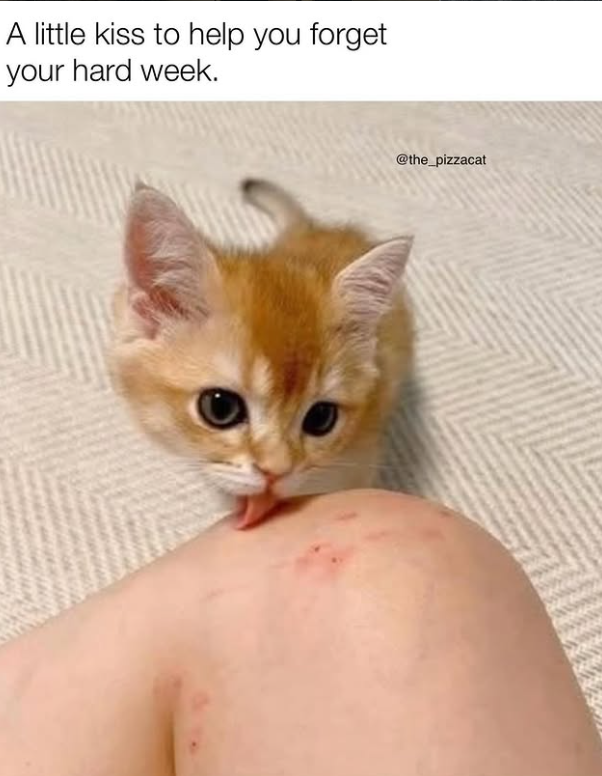 A little kiss to help you forget your hard week. @the_pizzacat