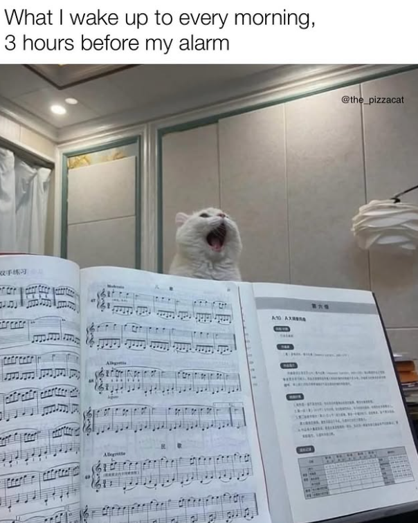 What I wake up to every morning, 3 hours before my alarm 双手练习 Alleg Allegrette A10 AX 8x6 BACK IN THE @the_pizzacat