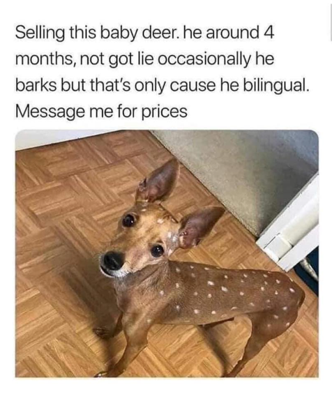 Selling this baby deer. he around 4 months, not got lie occasionally he barks but that's only cause he bilingual. Message me for prices
