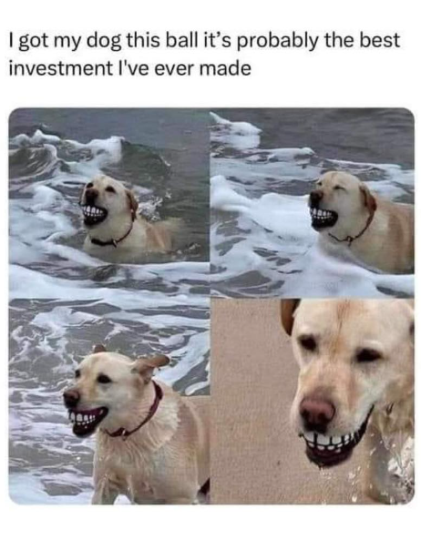 I got my dog this ball it's probably the best investment I've ever made