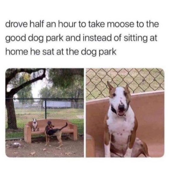 drove half an hour to take moose to the good dog park and instead of sitting at home he sat at the dog park