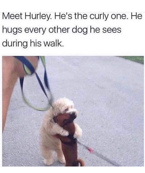 Meet Hurley. He's the curly one. He hugs every other dog he sees during his walk.