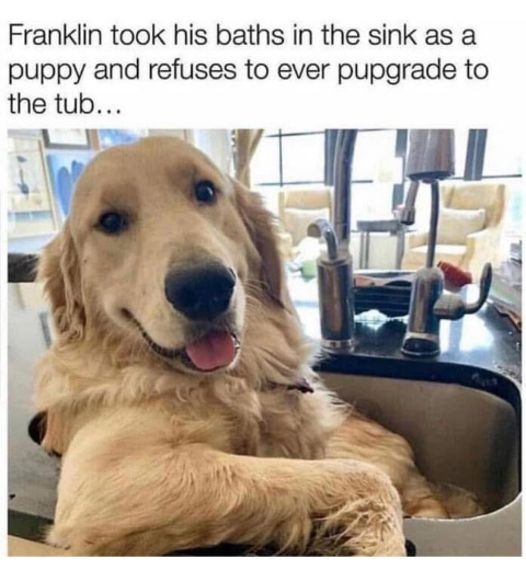 Franklin took his baths in the sink as a puppy and refuses to ever pupgrade to the tub...