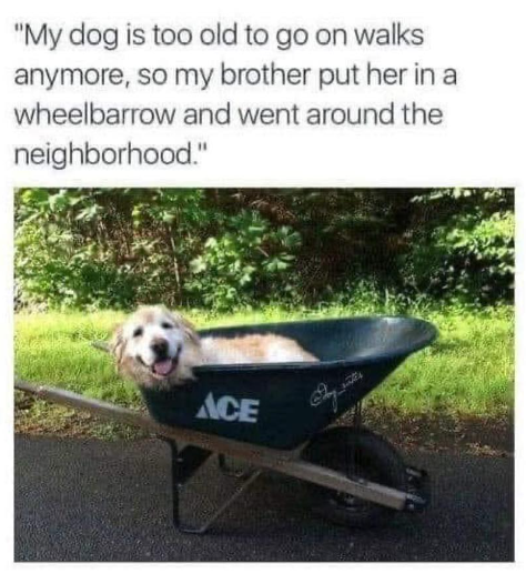 "My dog is too old to go on walks anymore, so my brother put her in a wheelbarrow and went around the neighborhood." ACE