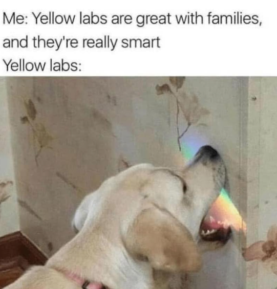 Me: Yellow labs are great with families, and they're really smart Yellow labs: