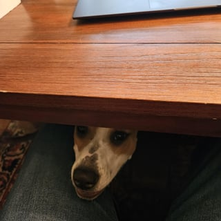 Cheezburger Image 10609621248