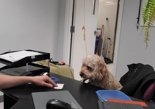 Cheezburger Image 10609621504