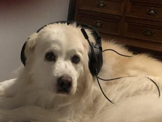 Cheezburger Image 10609624064