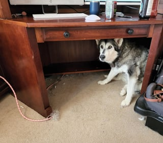 Cheezburger Image 10609624320