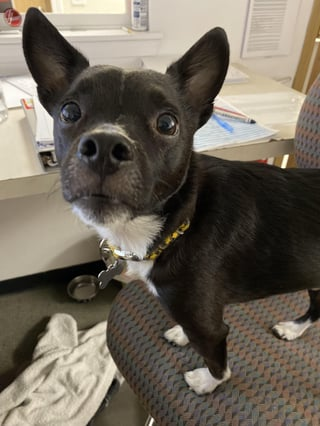 Cheezburger Image 10609625088