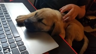 Cheezburger Image 10609625600