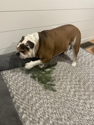 Cheezburger Image 10609633792