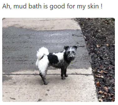 Ah, mud bath is good for my skin!