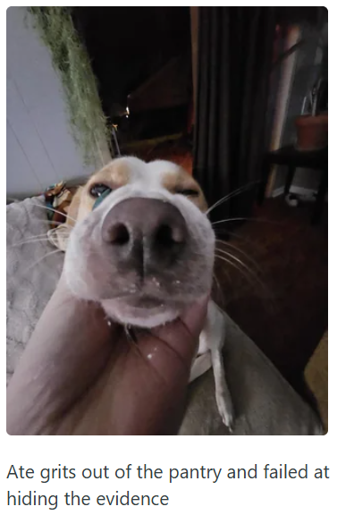 Ate grits out of the pantry and failed at hiding the evidence