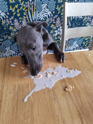 Cheezburger Image 10609634816