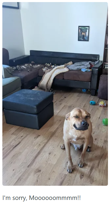 I'm sorry, Moooooommmm!!