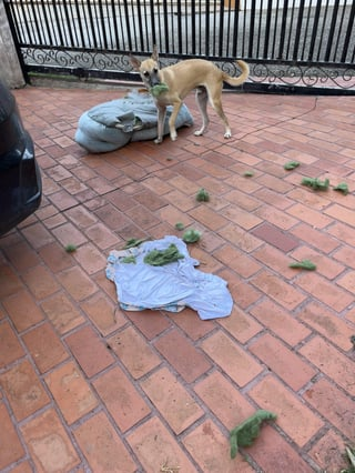 Cheezburger Image 10609635328