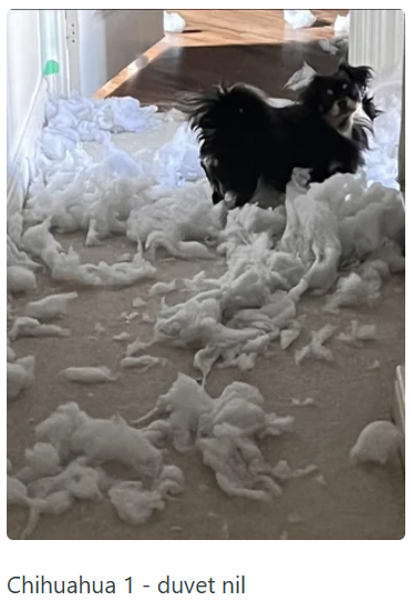 Chihuahua 1 - duvet nil