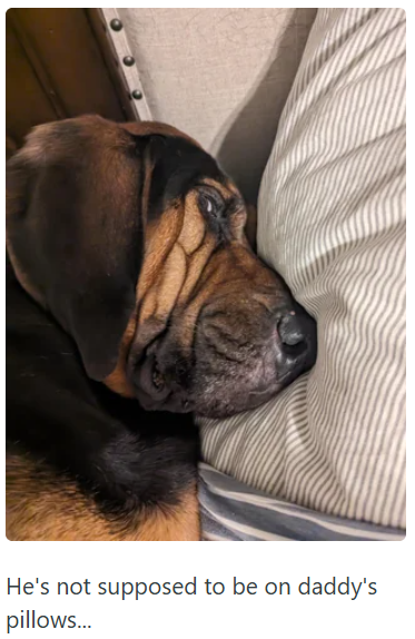 He's not supposed to be on daddy's pillows...