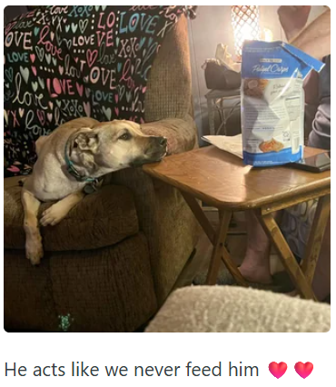 flox OVE Elove Xoxov Love ELO LOVE Y LOVE VE LOVE V lov OVE love! VEVROVE He acts like we never feed him