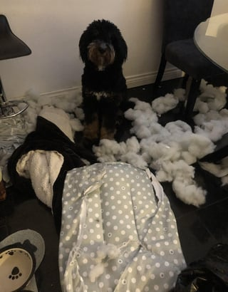 Cheezburger Image 10609636608