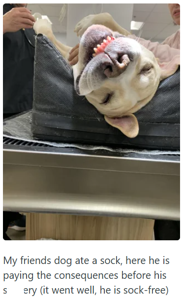 My friends dog ate a sock, here he is paying the consequences before his S ery (it went well, he is sock-free)