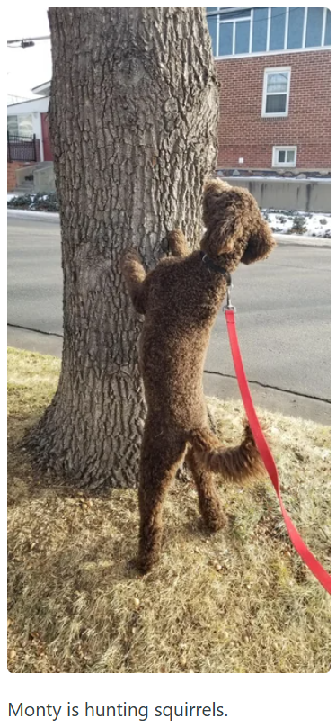 Monty is hunting squirrels.