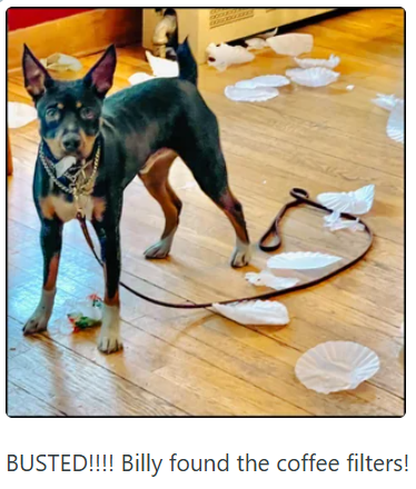 BUSTED!!!! Billy found the coffee filters!