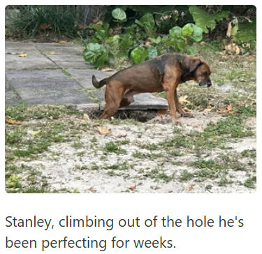 Stanley, climbing out of the hole he's been perfecting for weeks.