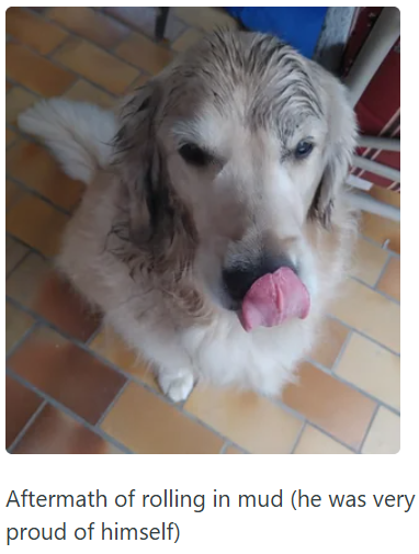 Aftermath of rolling in mud (he was very proud of himself)