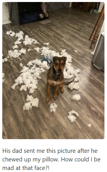 His dad sent me this picture after he chewed up my pillow. How could I be mad at that face?!