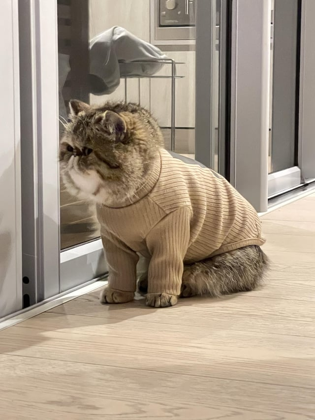 Cheezburger Image 10609640192