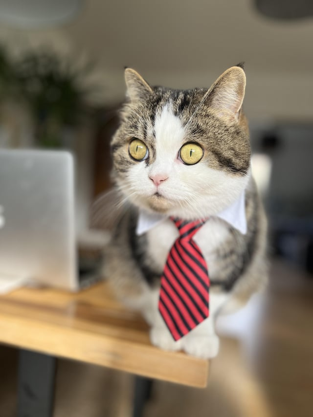 Cheezburger Image 10609640448