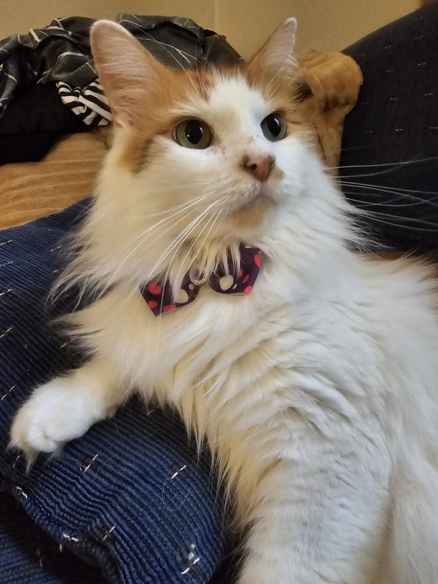 Cheezburger Image 10609640960