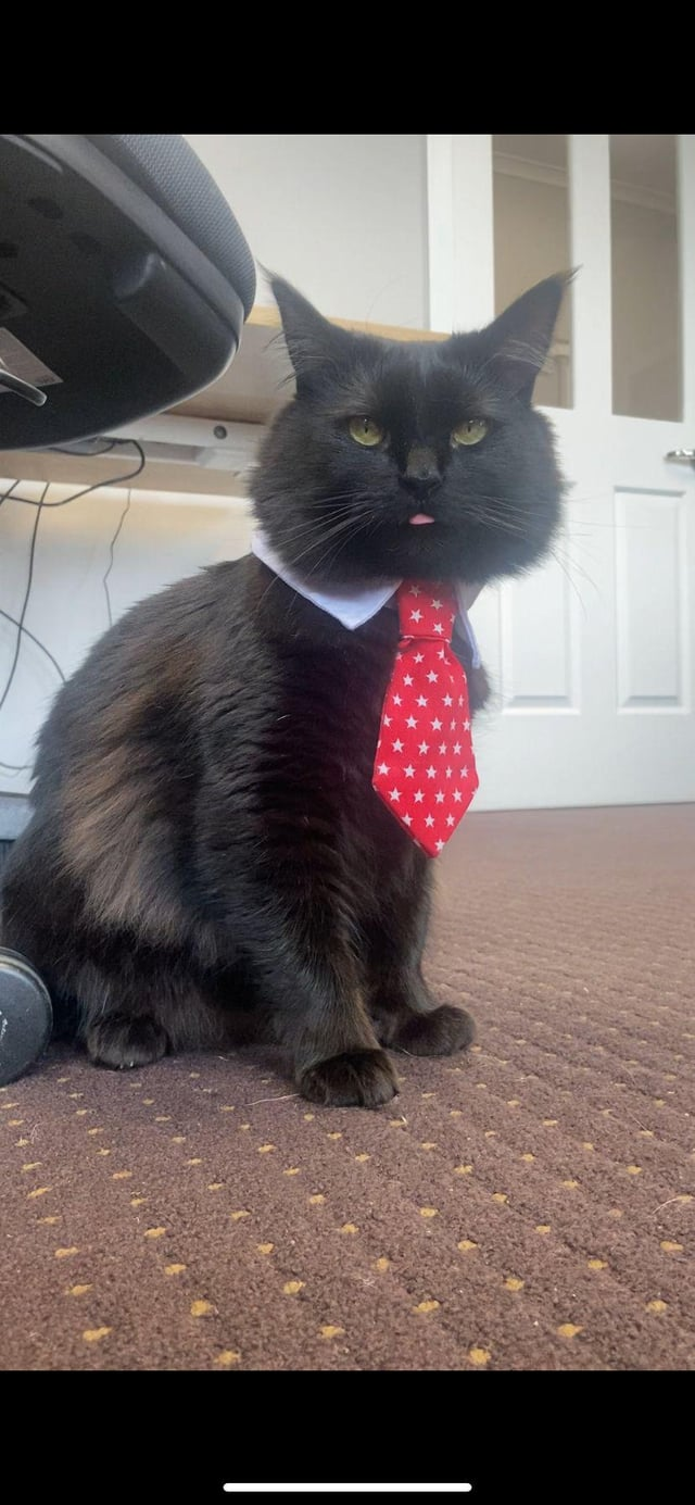 Cheezburger Image 10609641472