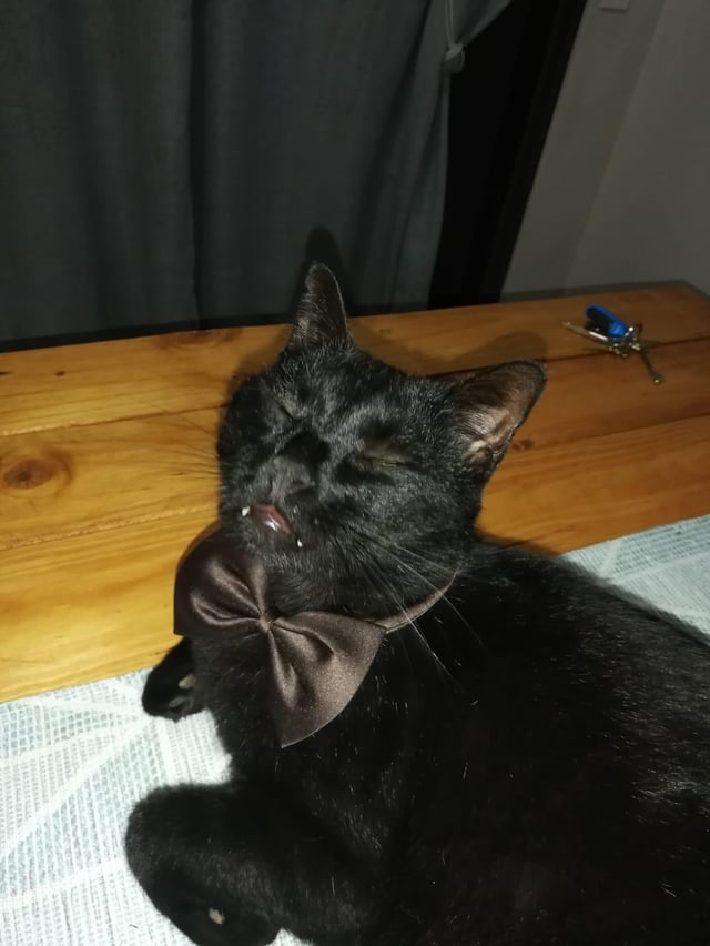 Cheezburger Image 10609641728