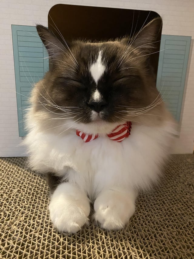 Cheezburger Image 10609642240