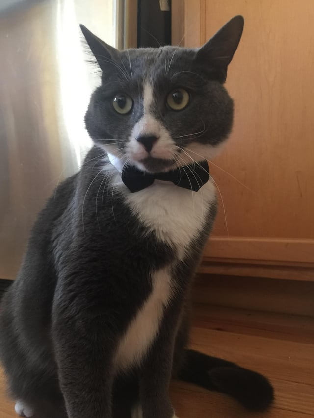 Cheezburger Image 10609642496