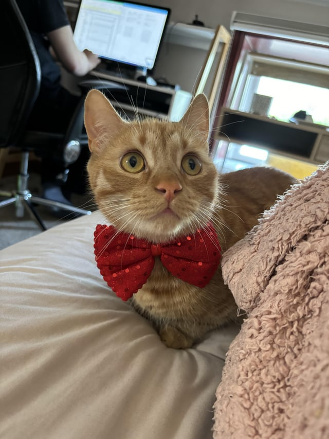 Cheezburger Image 10609643520