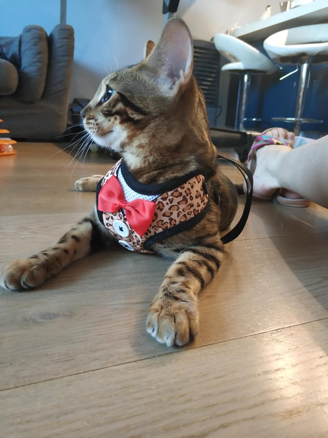 Cheezburger Image 10609644032