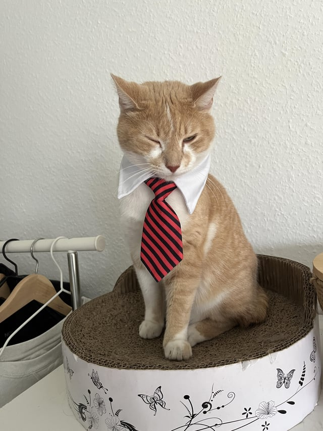 Cheezburger Image 10609644288