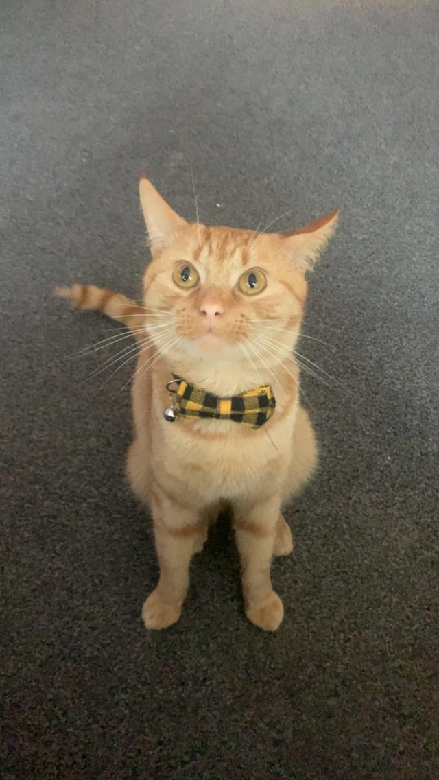 Cheezburger Image 10609644544