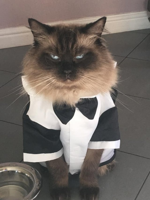 Cheezburger Image 10609645568