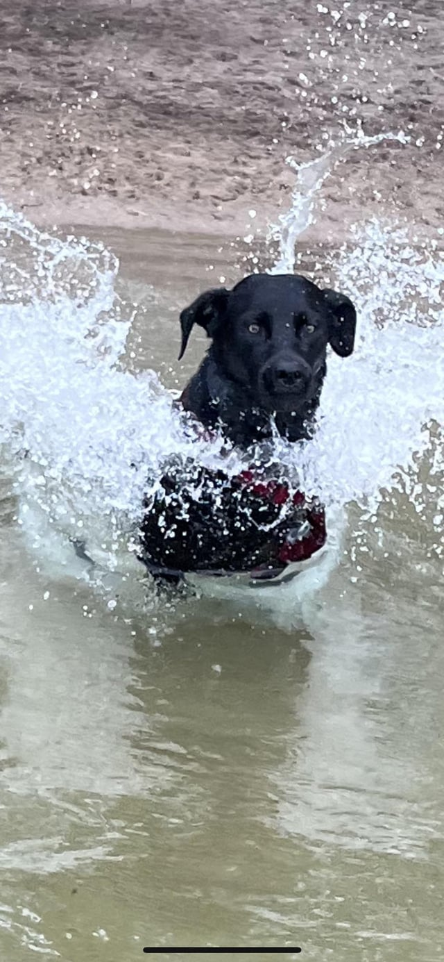 Cheezburger Image 10609649664