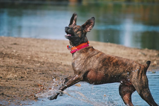 Cheezburger Image 10609650688